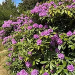 別荘 5538-hvide-sande-skodbjergevej-2 Havrvig