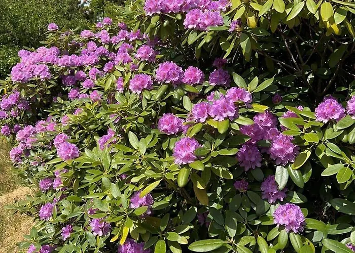 Dom wakacyjny 5538-hvide-sande-skodbjergevej-2 Havrvig